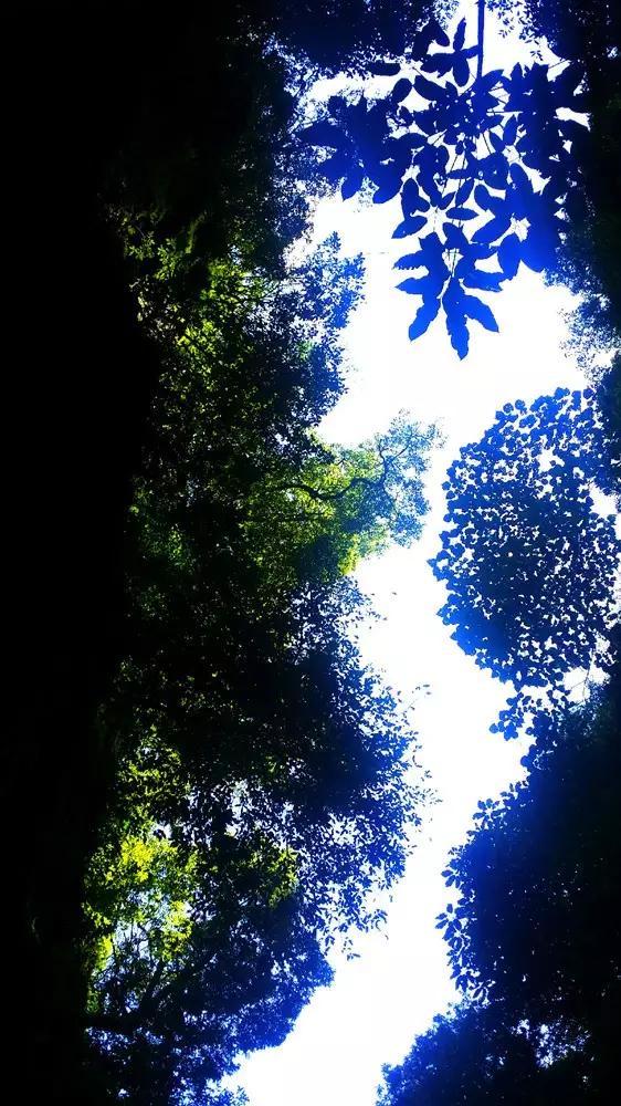 植物大战僵尸13